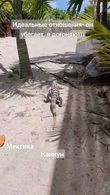Игуана..настоящая, свободная! #Мексика #Канкун #игуана смотреть онлайн