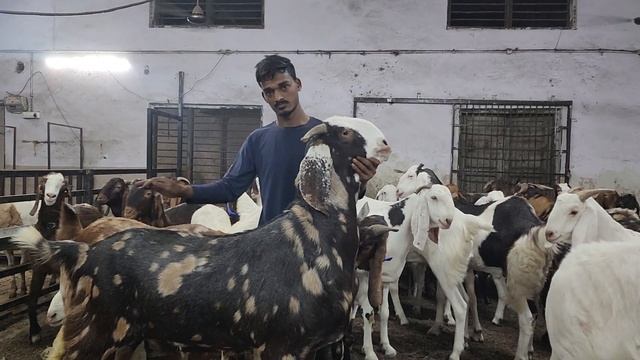 Umar Bhai Ka Shandaar Heavy Weight Collection | Palai Pe Tyaar Hue Heavy Mende | Quality Goat Farm. смотреть онлайн