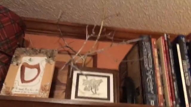 Shelf Tour 2019 смотреть онлайн