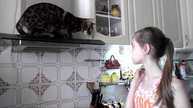 ♥♥♥Канал кота Симона или легко ли иметь кота♥♥♥ смотреть онлайн