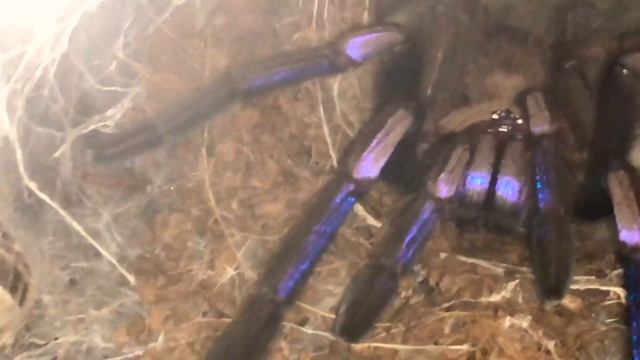 Chilobrachys sp.Electric Blue (non filter) смотреть онлайн
