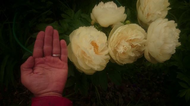Paeonia Pastelegans смотреть онлайн