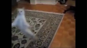 Кот танцует под музыку