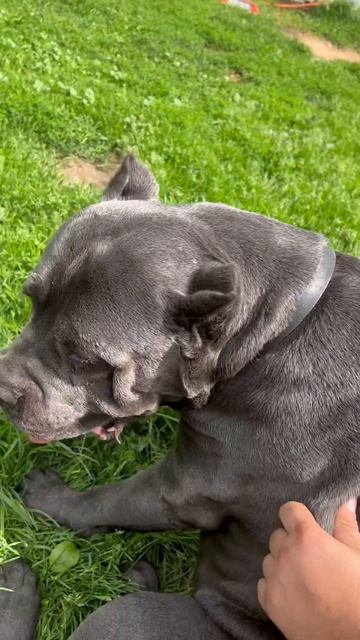 Как же они пахнут вкусно ❤️ #tttt #cane #canecorso #канекорсо #canecorsoitaliano #канекорсоитальяно смотреть онлайн
