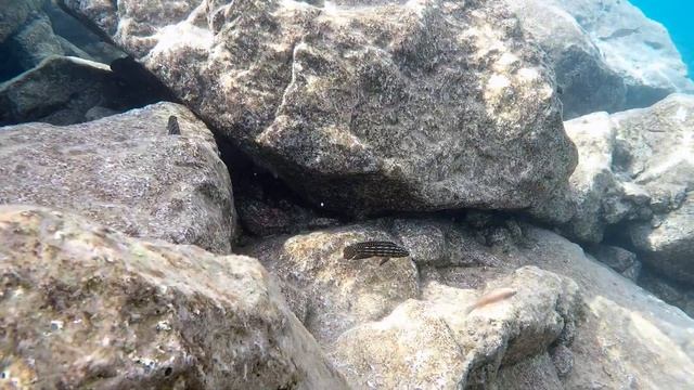 Swimming With Cichlids - Across The Rocks At Jakobsen Beach смотреть онлайн