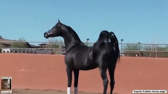 Арабский жеребец.. смотреть онлайн