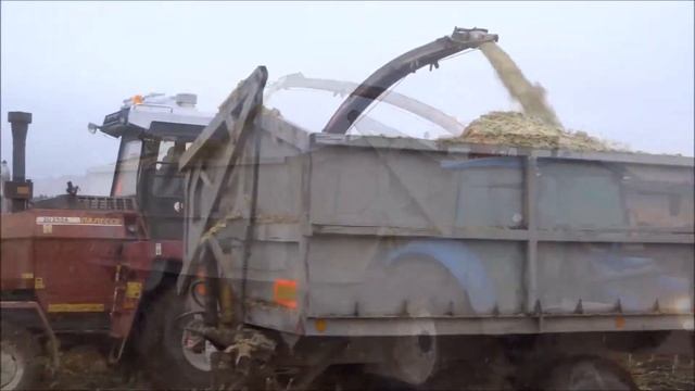 Gomstelmash Palesse 2U250A Belorussian forage harvester in action смотреть онлайн