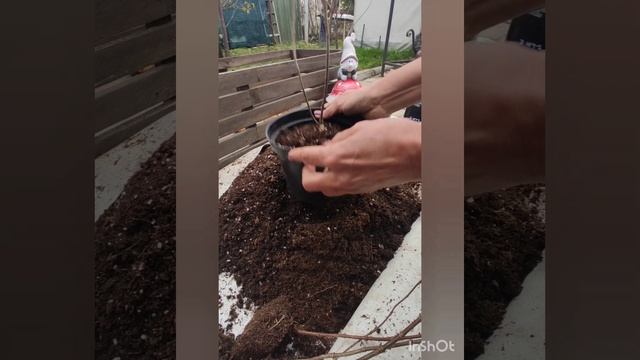 Высаживаю саженцы гортензии Лаймлайт Прайм в контейнеры. Разговор о саженцах с ОКС.