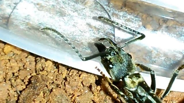 Neoponera villosa levando líquido adocicado ara colonia смотреть онлайн