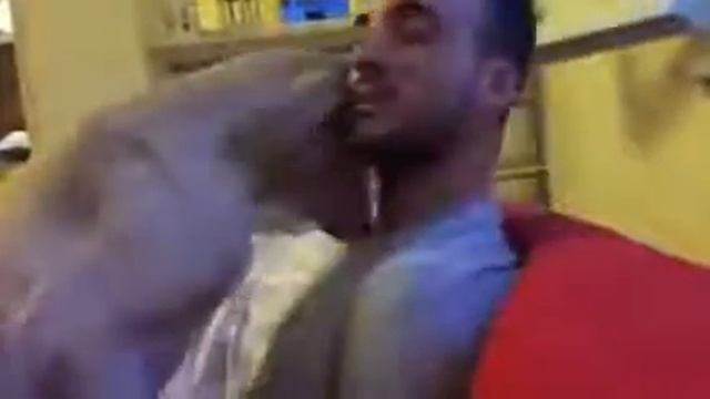 Провинившаяся собака просит прощения (Милашки от Maradera) смотреть онлайн