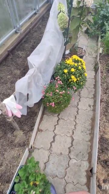 Многолетние цветы осенью стоят в теплице.