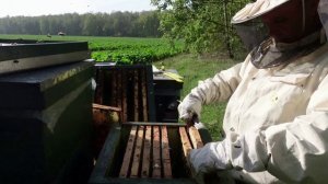 окончательное формирование гнезд пчел в зиму на230 рамках