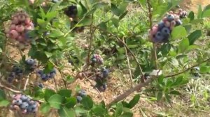 Голубика садовая, сорт Чандлер