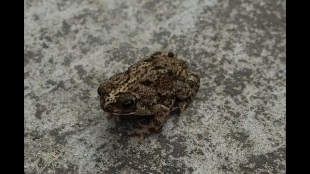 Rhinella Beebei ‐ Presentación Semana Luciarte смотреть онлайн