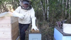 философия шестирамочного улья,формирование гнезда на зиму