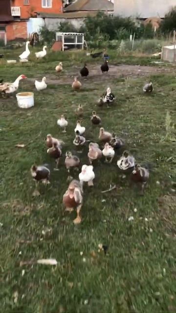 Мускусные утята 🐥 Лето... смотреть онлайн
