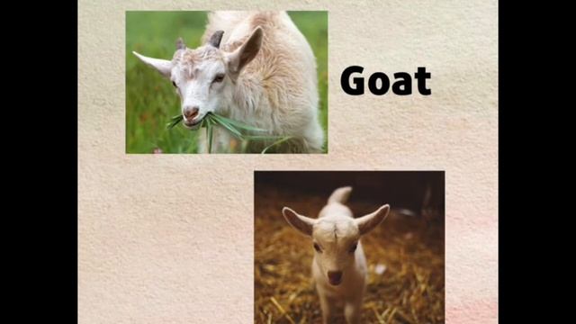 Animals And Their Babies