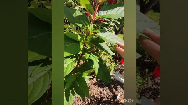 Bonfire. Какого цвета побеги у этой новинки? Обзор гортензии.