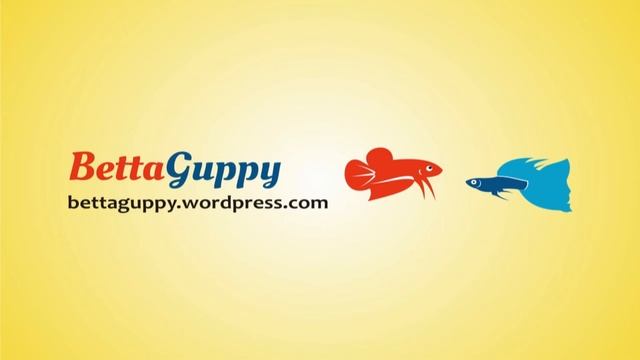 Cupang Yellow Tiger смотреть онлайн