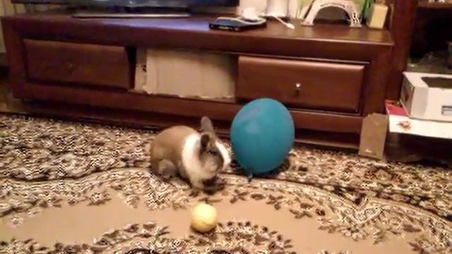 Великая битва : кролик и шарик смотреть онлайн