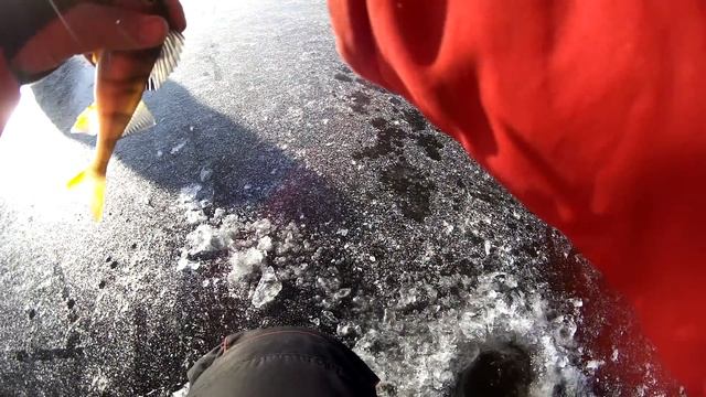 Слабонервным НЕ СМОТРЕТЬ!!! Первый ЛЁД 2019-2020 ЕСТЬ!!! Хищник на мормышку, ведьму, балансир... смотреть онлайн