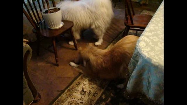 A LITTLE LADY OF THEBIG PACK смотреть онлайн