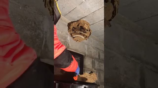 Interior de nido primario de Vespa Velutina смотреть онлайн