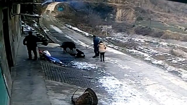 Дикий кабан , ушатал двоих.людей смотреть онлайн