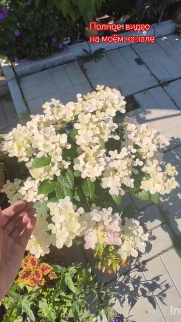 Гортензия Polestar и ползучий тимьян в моём саду.