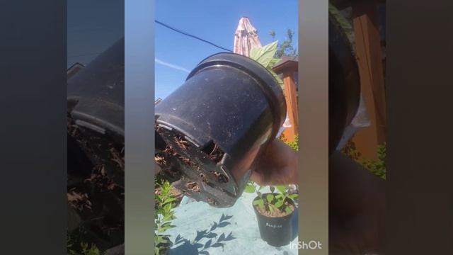 Обзор саженцев гортензии Bonfire и Pandora.