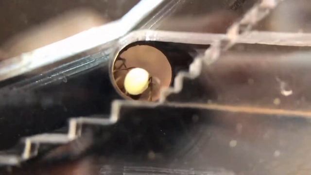 肯尼亞收穫蟻（Messor Cephalotes），帶您領略世界最大收穫蟻的巢內生活