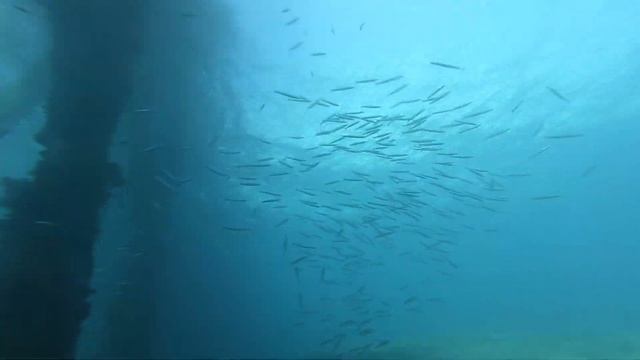 Seastar and Sea Urchin Danger Rankings смотреть онлайн
