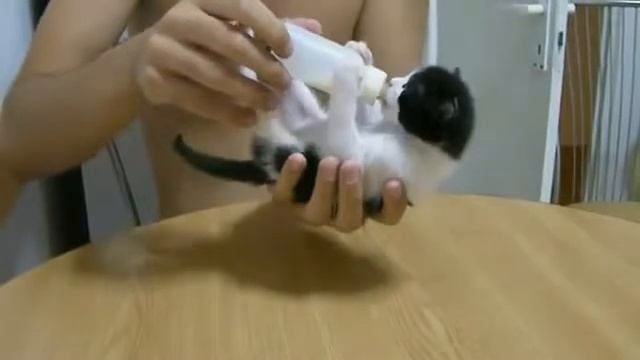 Смешные коты и кошки. Очень милый маленький котенок) смотреть онлайн