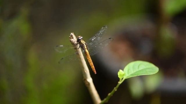 Orthetrum Chrisis Hunting смотреть онлайн