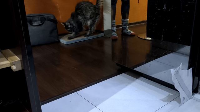 Реакция кота на фотографию смотреть онлайн