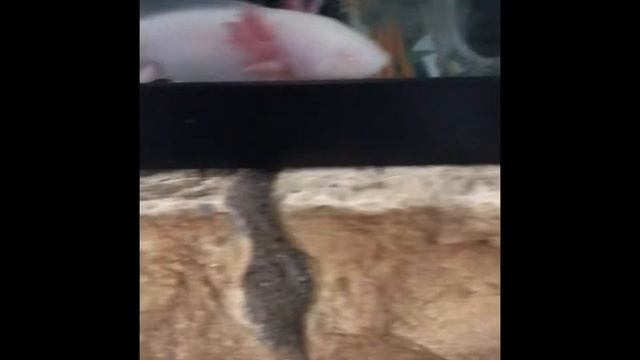 Sushi 🍣 the axolotl Clips pic смотреть онлайн