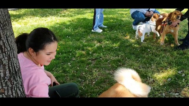 Хатико , Майло и друзья ) смотреть онлайн