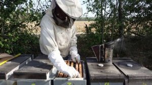 развитие отводков в 6 ти рамочных ульях .подготовка к зимовке практически завершена