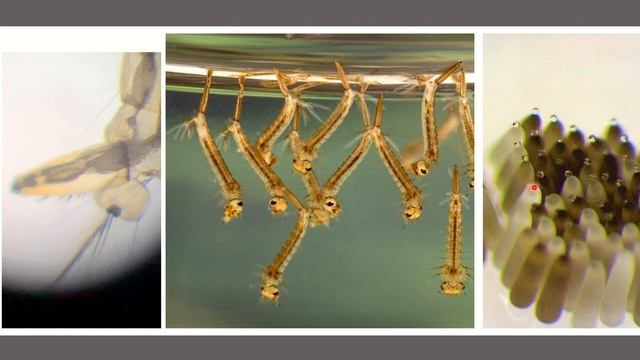 Mosquito Lecture смотреть онлайн