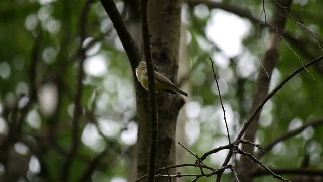 Зеленая пересмешка. Часть 2. 27 мая 2024 г. смотреть онлайн