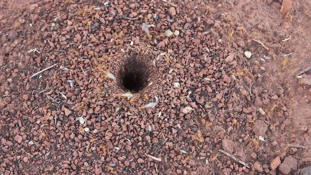 Myrmecocystus mexicanus смотреть онлайн