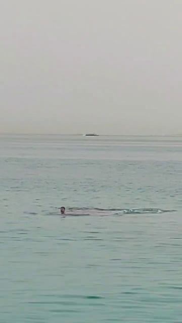 Tiger shark mauls Russian man to death in Egypt; witnesses watch #shorts смотреть онлайн