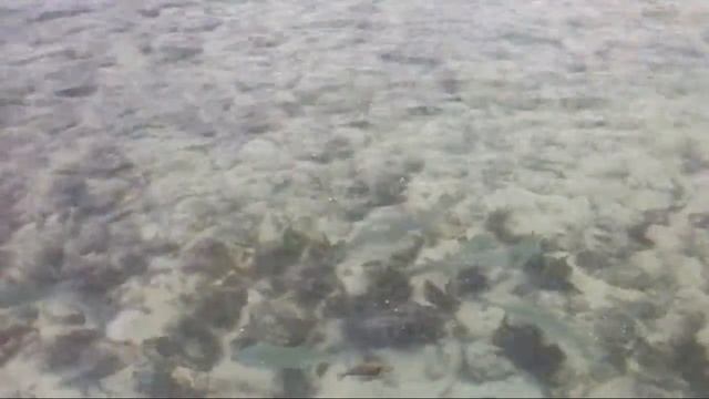 Oahu Bonefish on the Fly смотреть онлайн