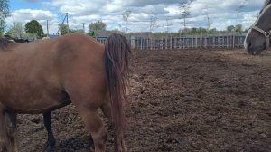 Жеребец и Ветка встретились и сделали 🐎