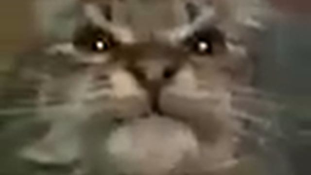 Мем | Кис, ты маму мав (мяу)?. Оригинал мема смотреть онлайн