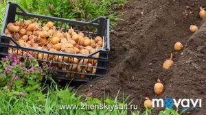 Как увеличить урожай картофеля