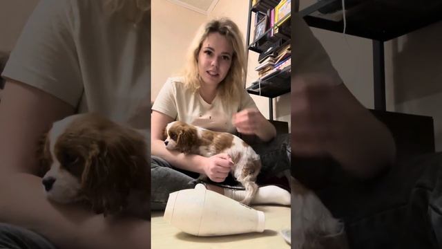 Приучение щенка к фену смотреть онлайн