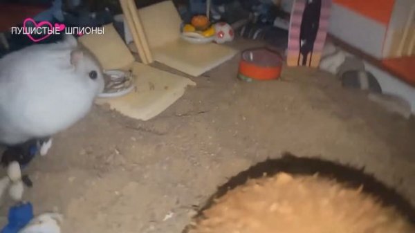 24 часа ГОВОРЯЩИЕ ХОМЯЧКИ на ОСТРОВЕ