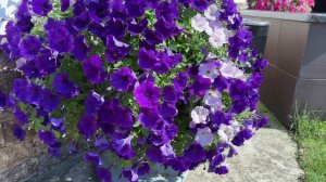 5 августа 2024г. Обзор петуний по сортам! Результат эксперимента с прищипкой