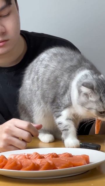 Cat eats salmon смотреть онлайн